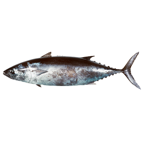 Род Южные тунцы фото