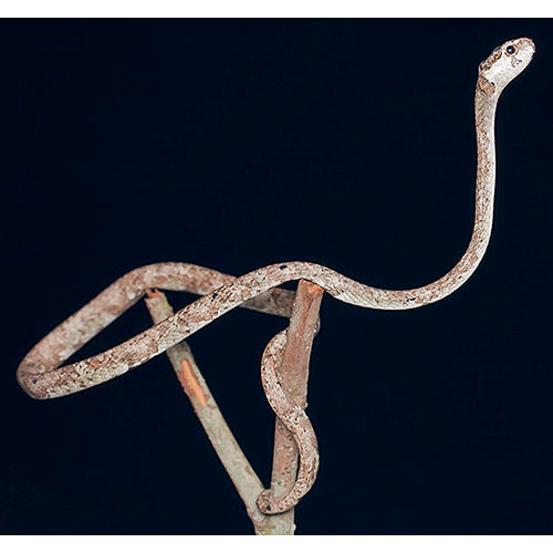  Род Ремневидные змеи / Тупоголовые змеи / Индийские моллюскоеды  фото