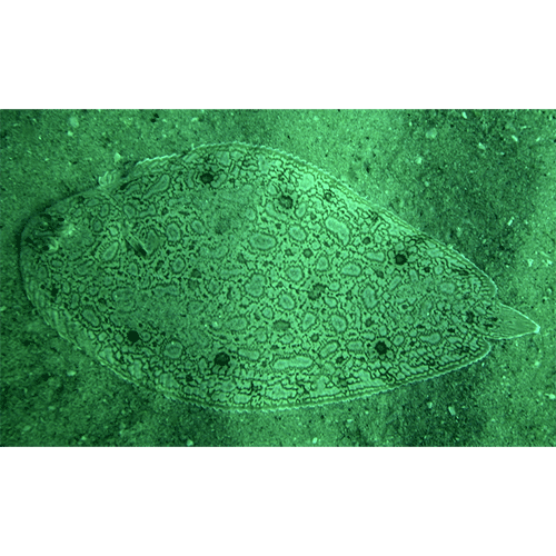 Род Barnardichthys фото