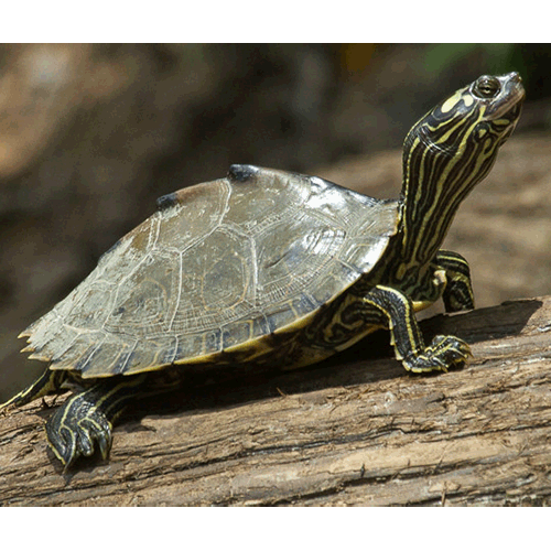  Род Горбатые черепахи  фото