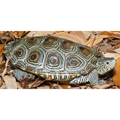  Род Бугорчатые черепахи  фото