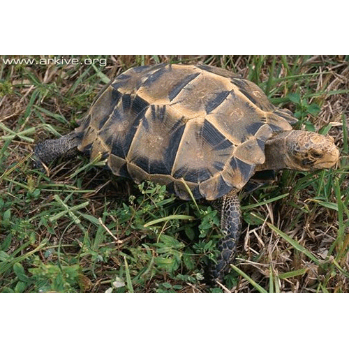  Род Азиатские сухопутные черепахи  фото
