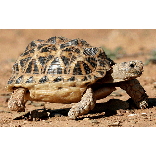  Род Южноафриканские звёздчатые черепахи  фото
