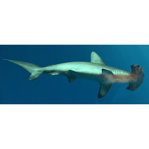 Семейство Молотоголовые акулы  фото
