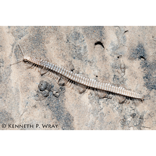 Семейство Abacionidae фото