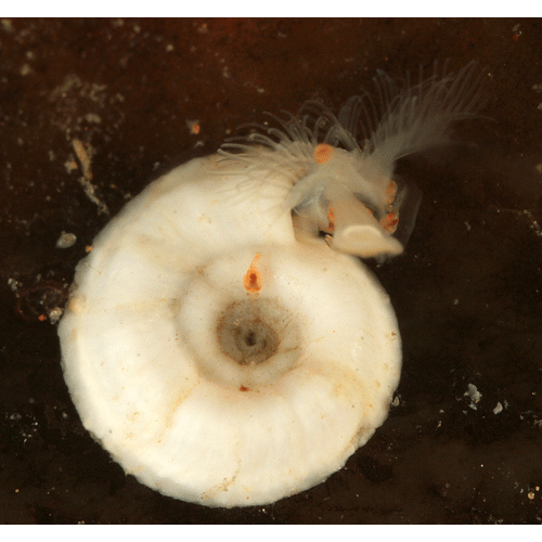 Семейство Aberrantidae фото
