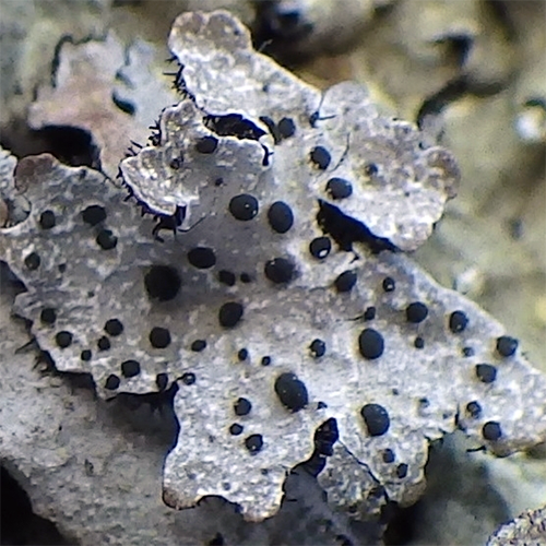 Семейство Abrothallaceae фото