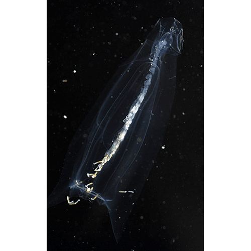 Семейство Abylidae  фото