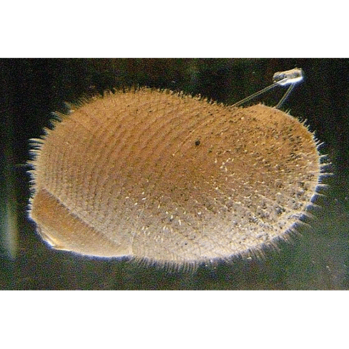 Семейство Abyssochrysoidea  фото