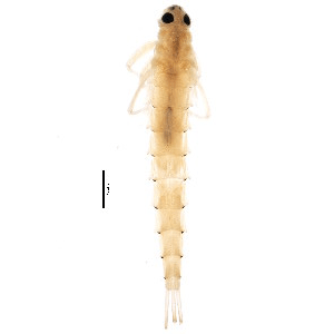 Семейство Acanthametropodidae фото