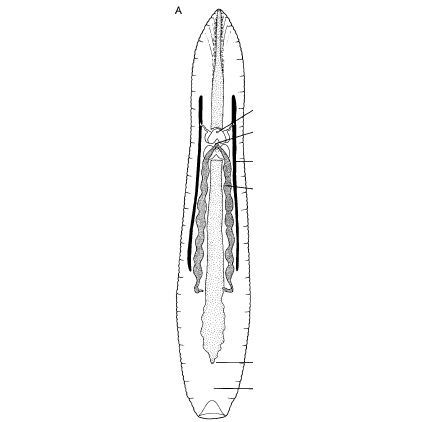Семейство Acanthobdellidae фото