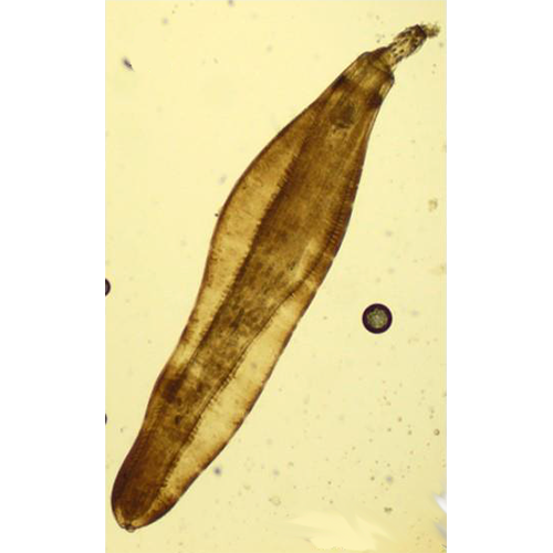 Род Acanthocephaloides фото