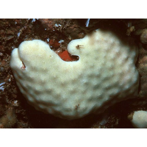 Семейство Acanthochaetetidae  фото