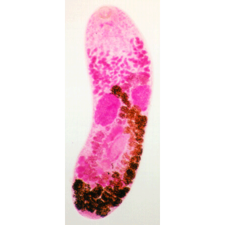 Семейство Acanthocollaritrematidae  фото