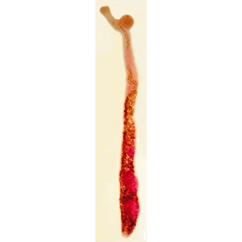 Семейство Acanthocolpidae фото