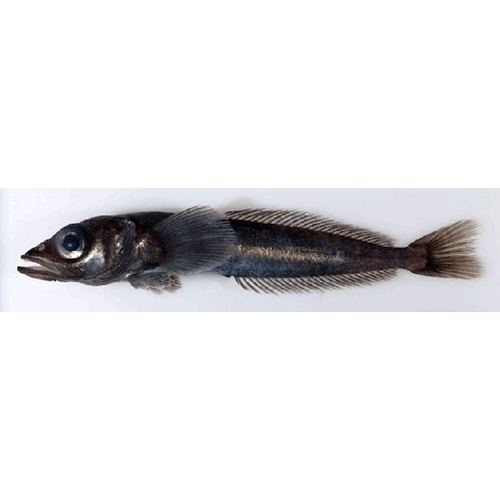 Род Acanthodraco фото