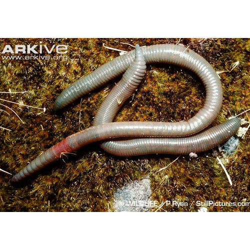 Семейство Acanthodrilidae фото