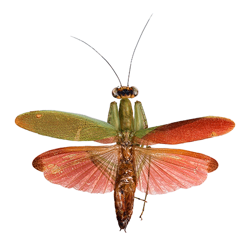 Семейство Acanthopidae фото