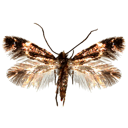 Семейство Acanthopteroctetoidea фото