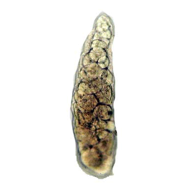 Семейство Acanthostomatidae фото