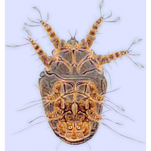 Семейство Acaridae фото