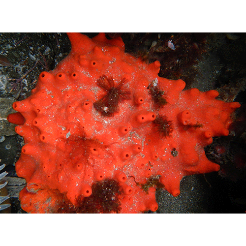 Семейство Acarnidae  фото