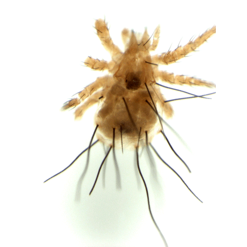 Семейство Acaronychoidea фото