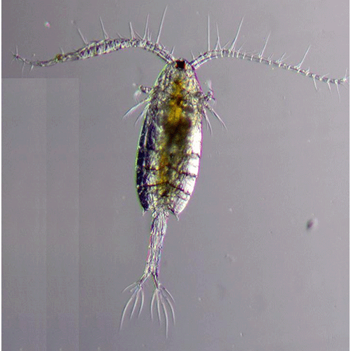 Семейство Acartiidae фото