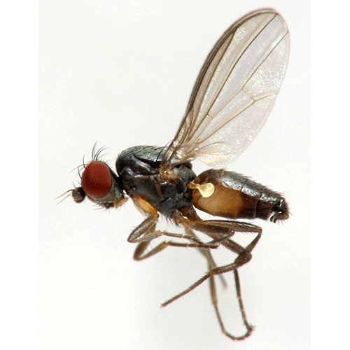 Семейство Acartophthalmidae фото