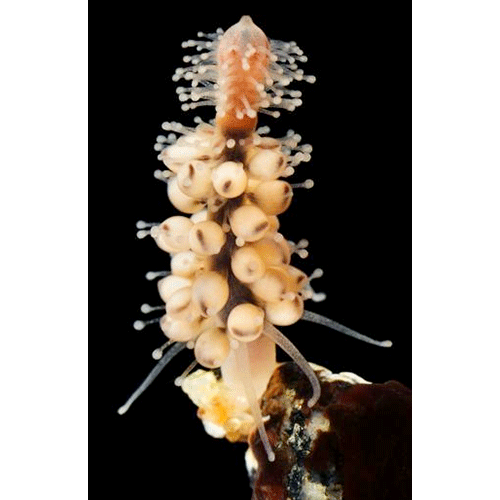 Семейство Acaulidae  фото