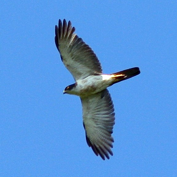 Сорочий ястреб (Accipiter albogularis) Фото №10