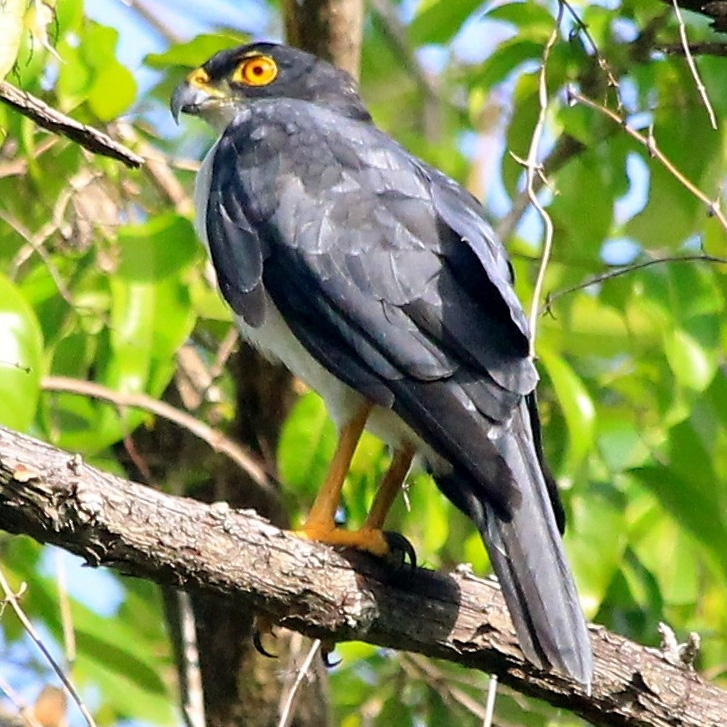 Сорочий ястреб (Accipiter albogularis) Фото №2