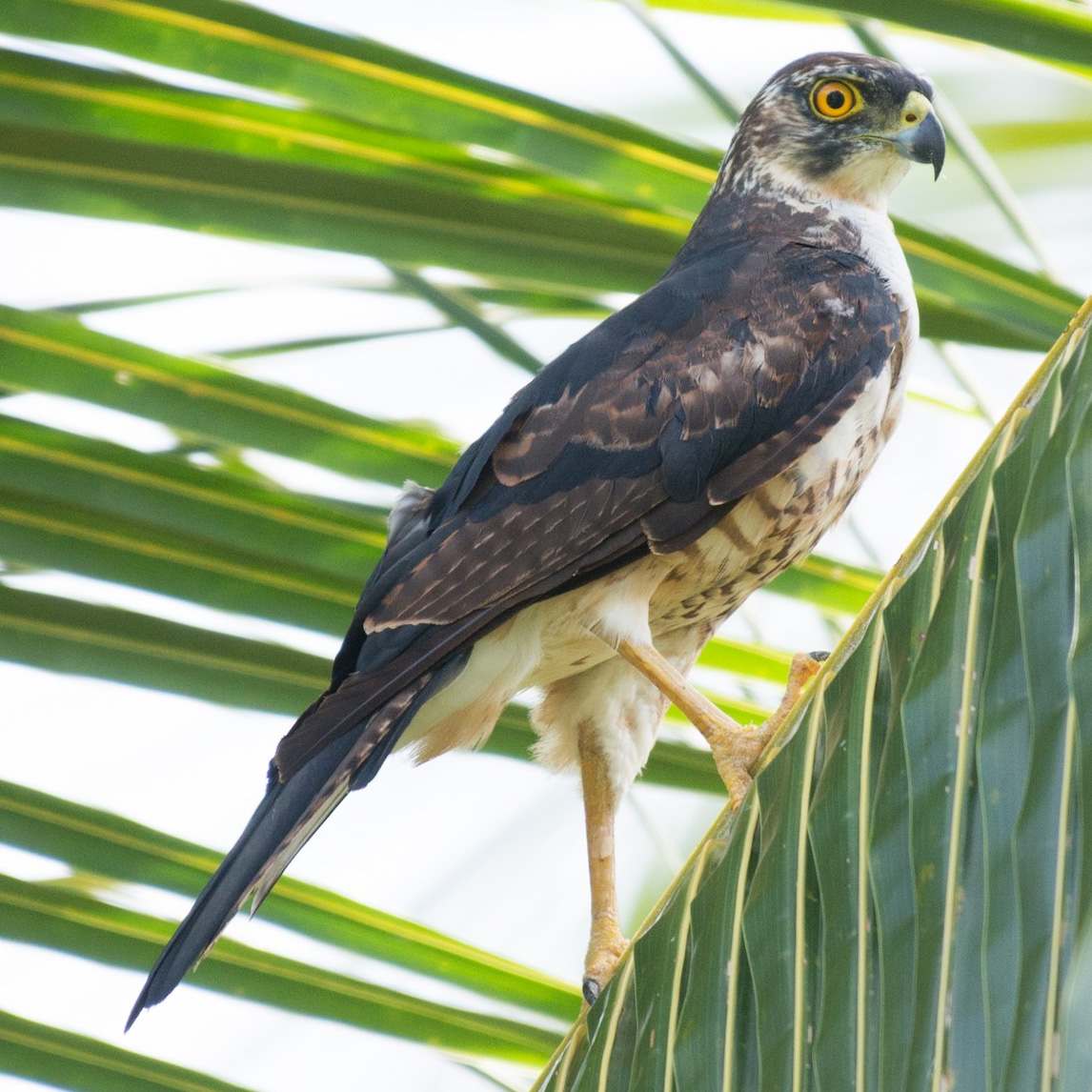 Сорочий ястреб (Accipiter albogularis) Фото №3