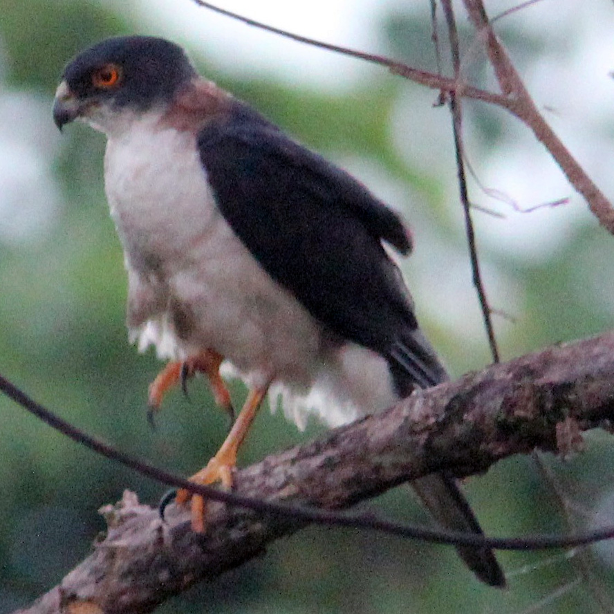 Сорочий ястреб (Accipiter albogularis) Фото №4