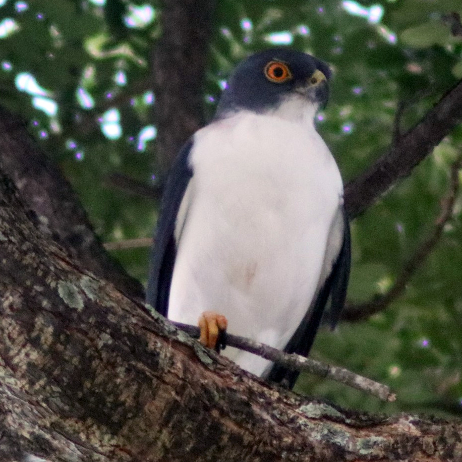 Сорочий ястреб (Accipiter albogularis) Фото №5