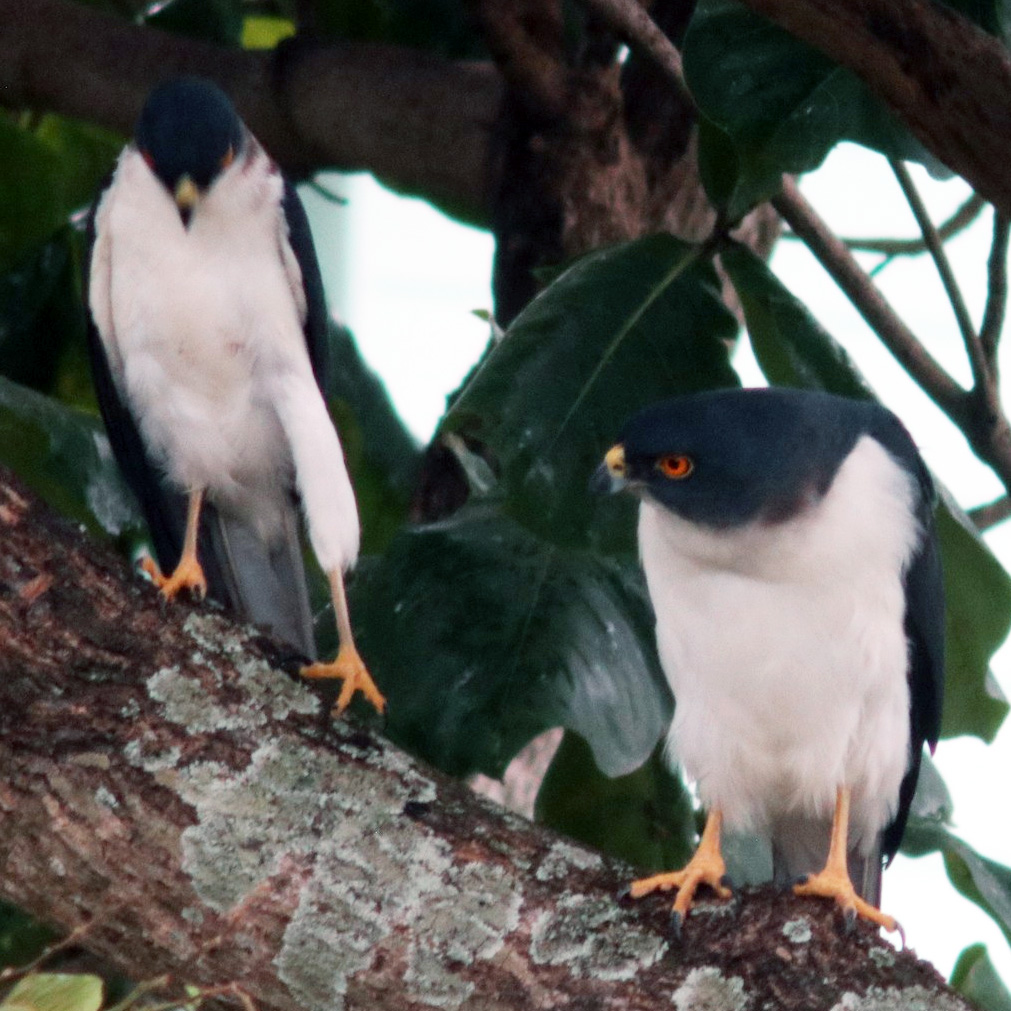 Сорочий ястреб (Accipiter albogularis) Фото №6