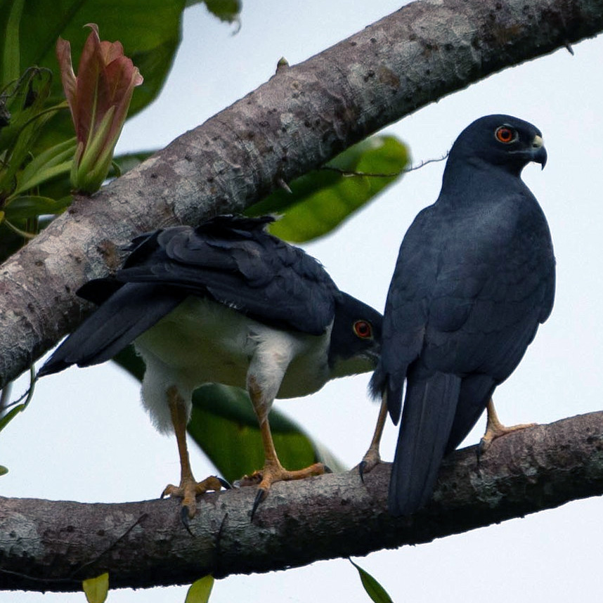 Сорочий ястреб (Accipiter albogularis) Фото №9