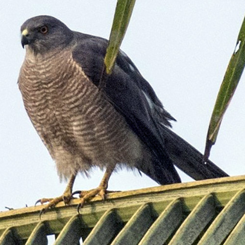 Туркестанский тювик (Accipiter badius) Фото №2