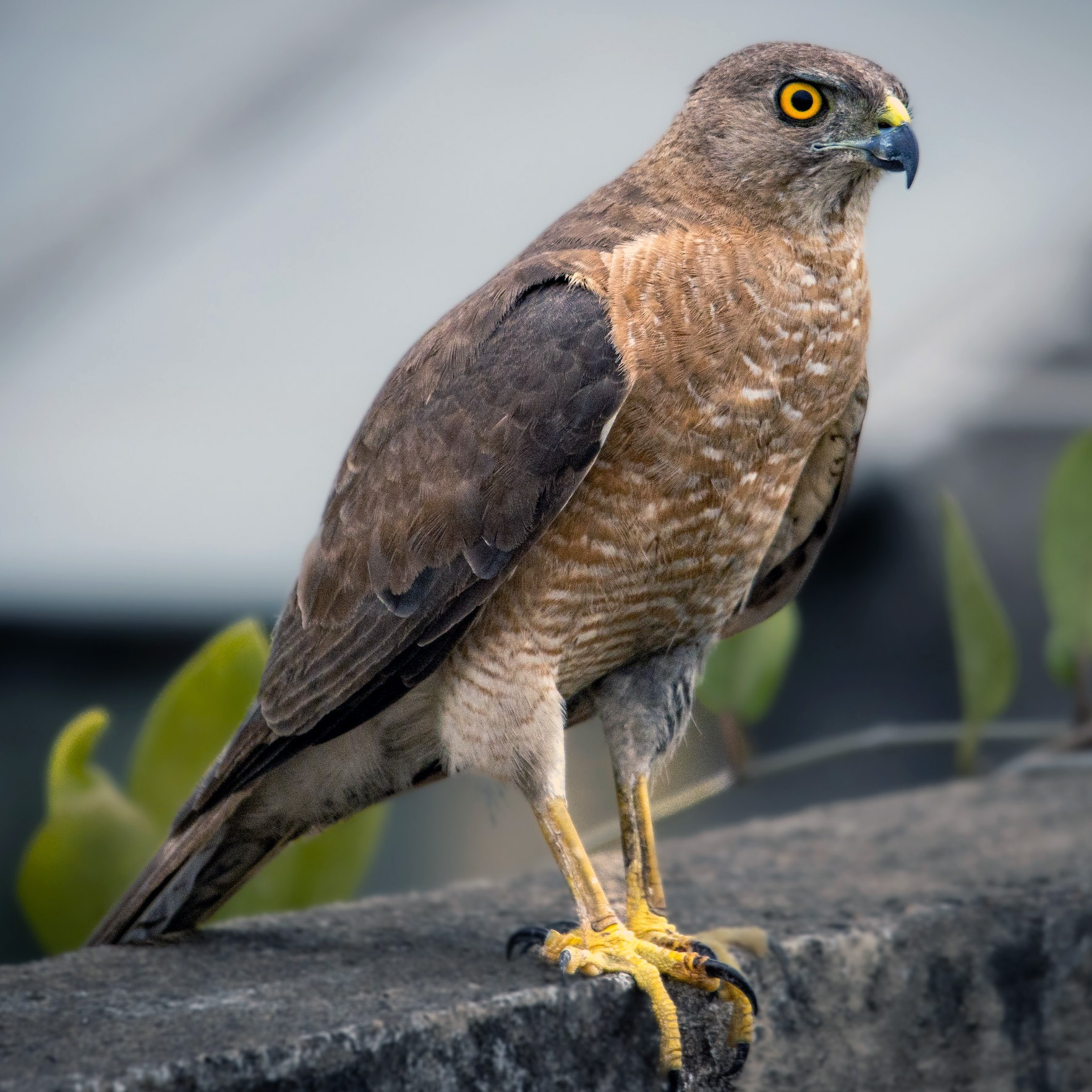 Туркестанский тювик (Accipiter badius) Фото №3