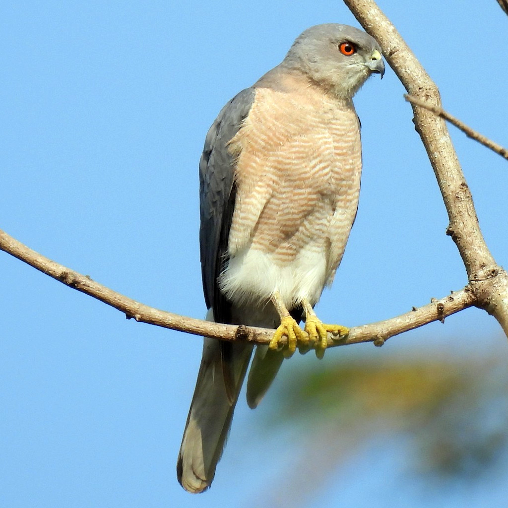 Туркестанский тювик (Accipiter badius) Фото №4