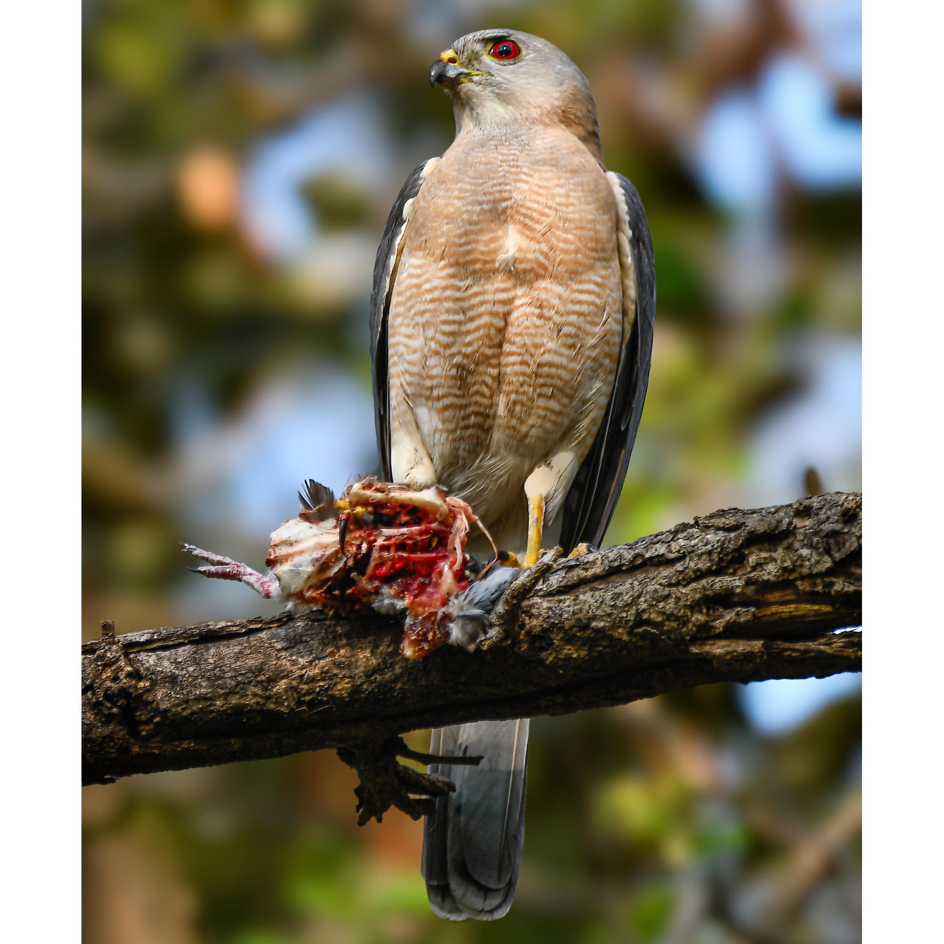 Туркестанский тювик (Accipiter badius) Фото №5