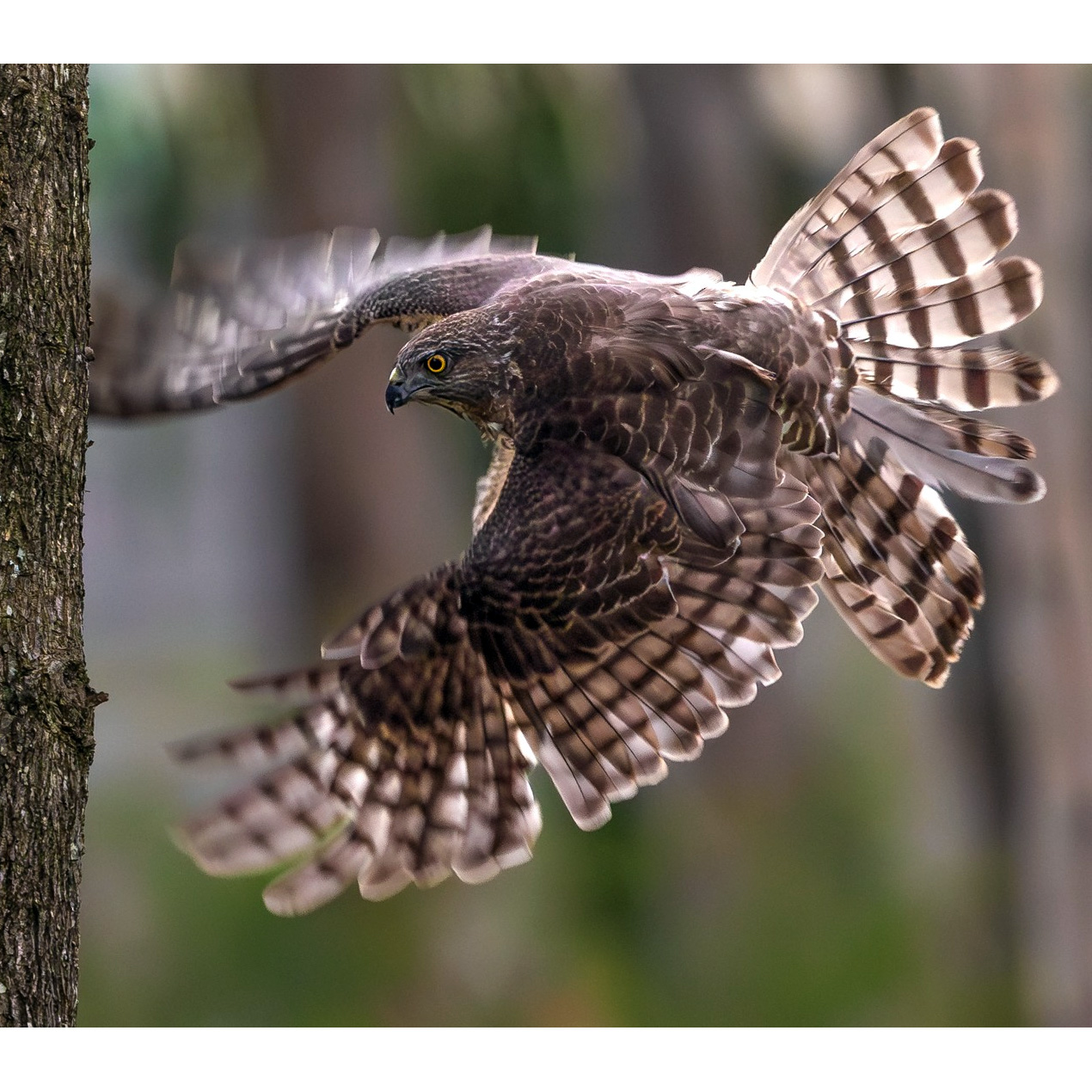 Туркестанский тювик (Accipiter badius) Фото №6