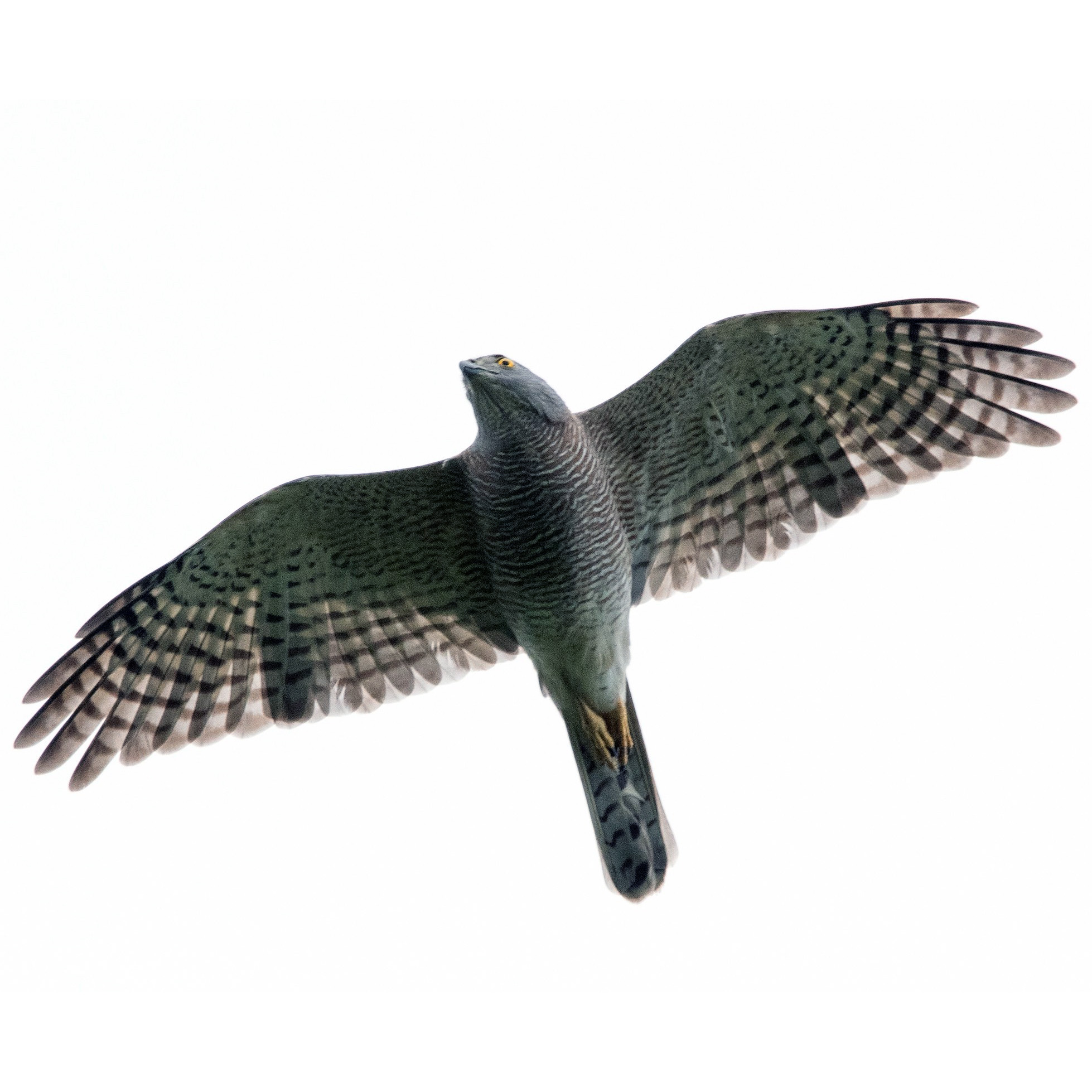 Туркестанский тювик (Accipiter badius) Фото №7