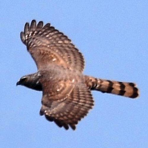 Туркестанский тювик (Accipiter badius) Фото №8