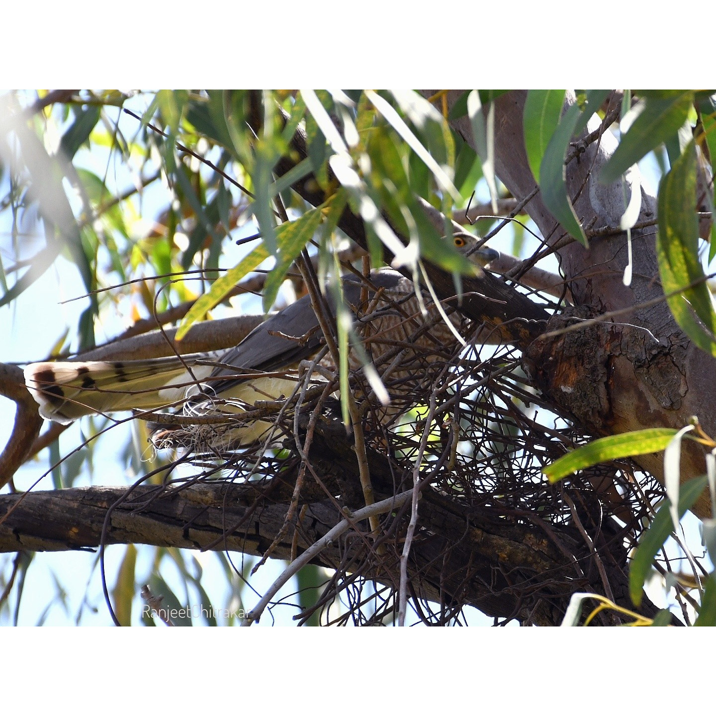Туркестанский тювик (Accipiter badius) Фото №9
