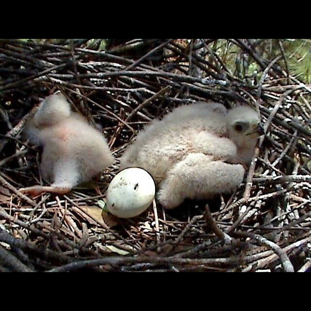 Двуцветный ястреб (Accipiter bicolor) Фото №10