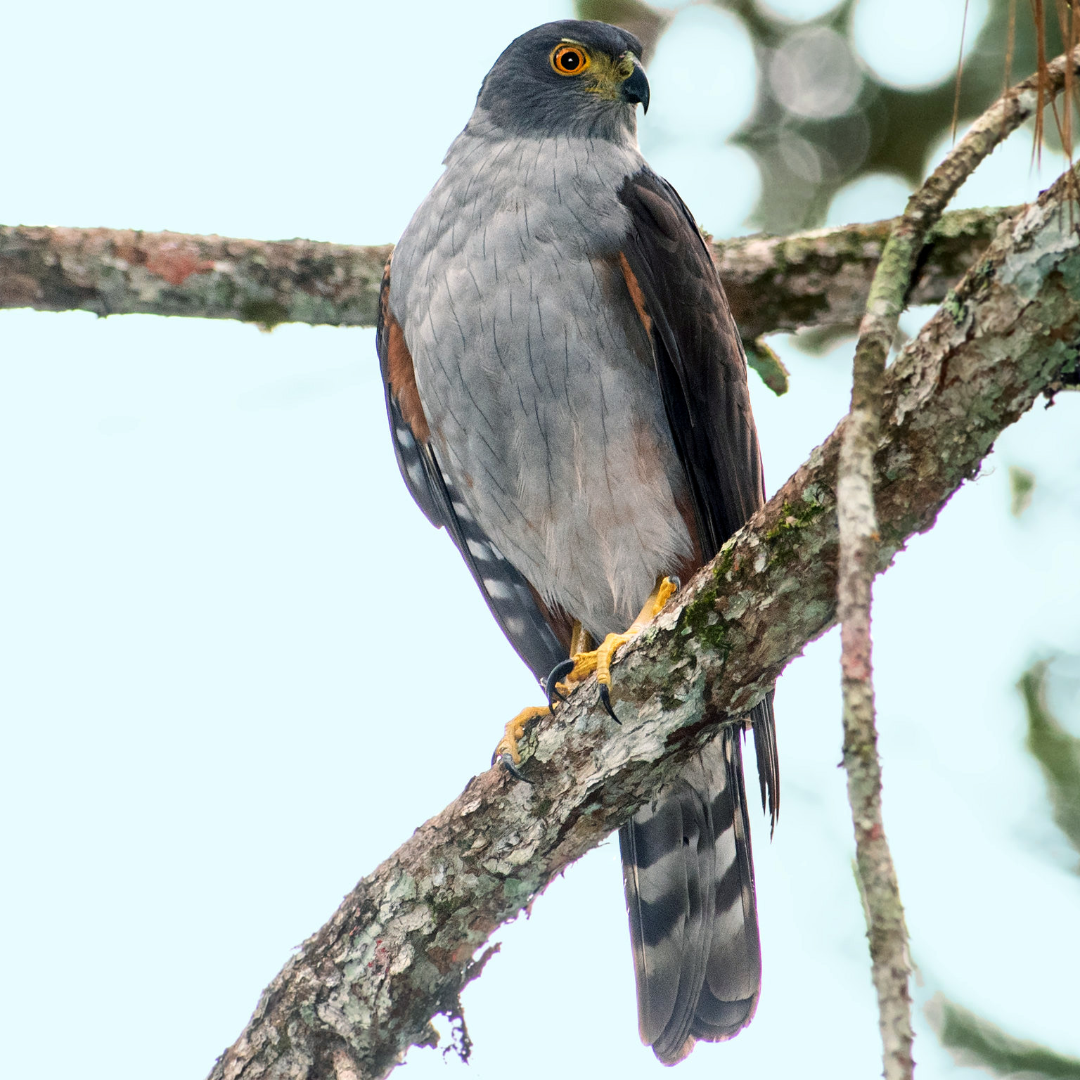 Двуцветный ястреб (Accipiter bicolor) Фото №2