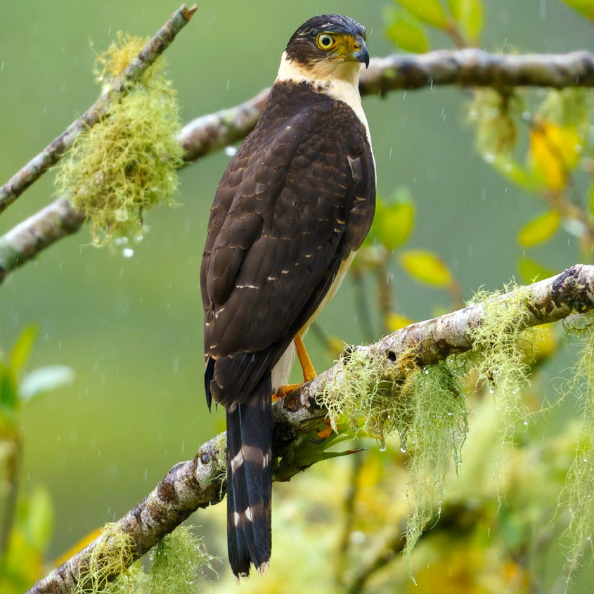 Двуцветный ястреб (Accipiter bicolor) Фото №3