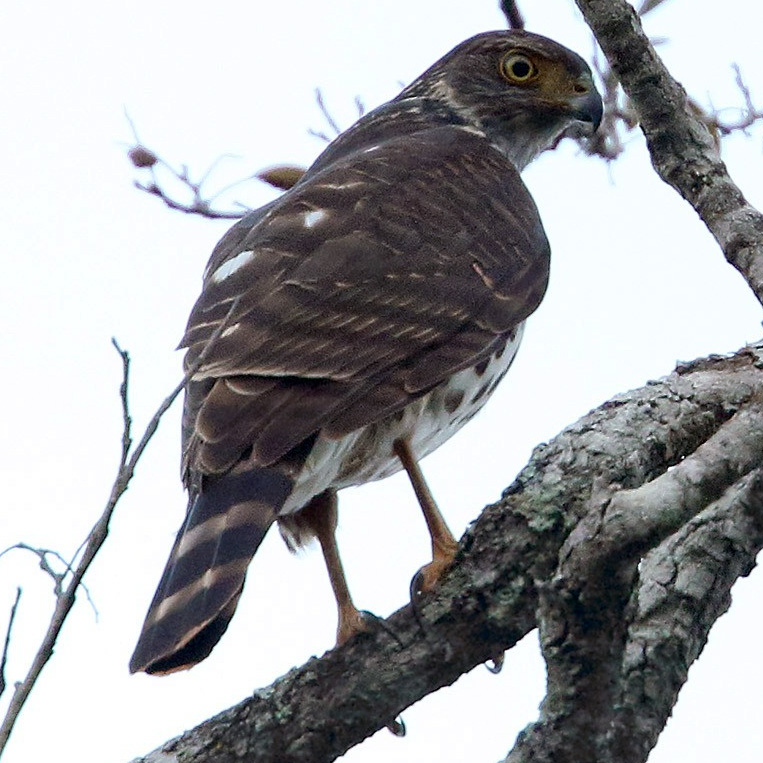 Двуцветный ястреб (Accipiter bicolor) Фото №4