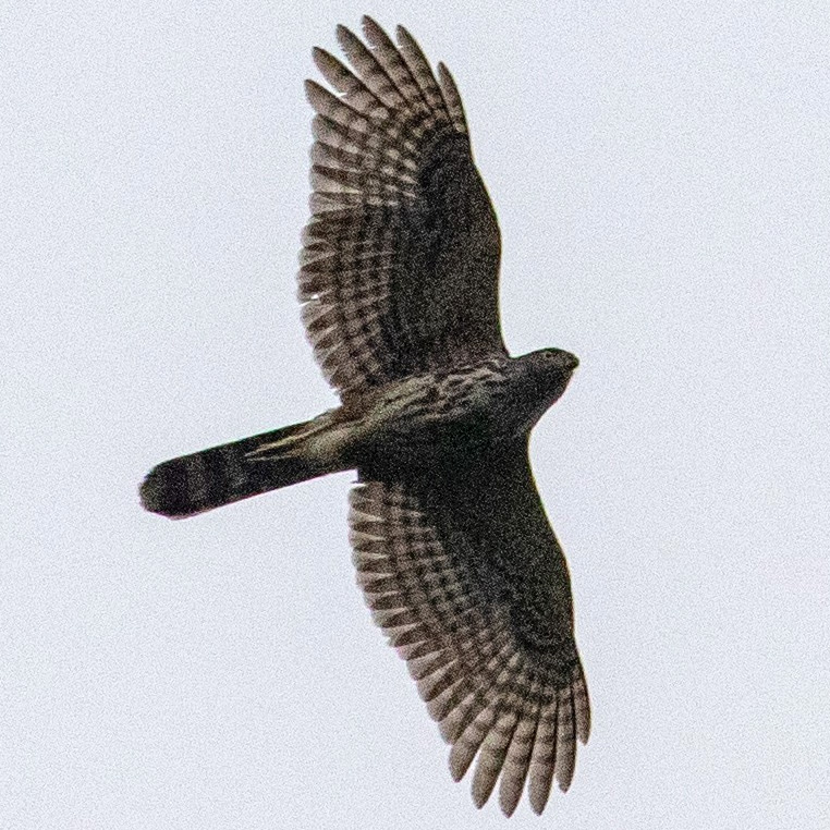 Двуцветный ястреб (Accipiter bicolor) Фото №5